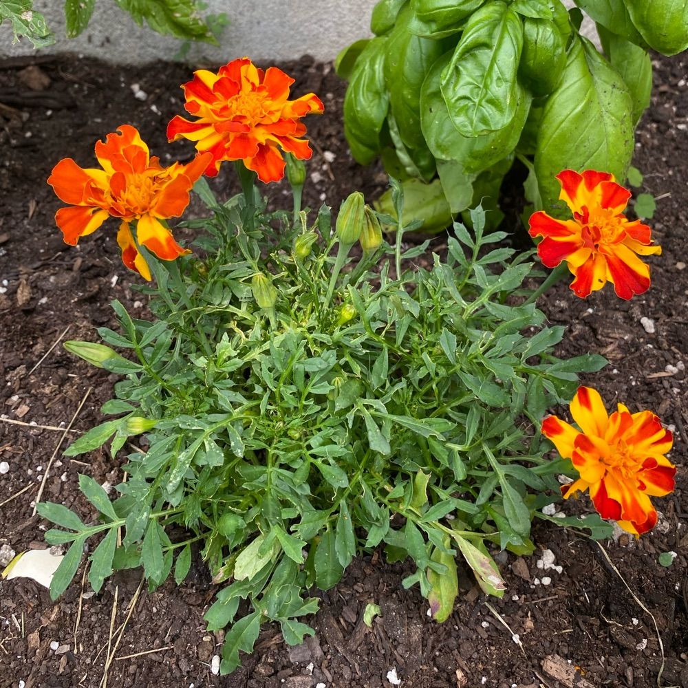 🇨🇦Le potager d’Isabelle🇨🇦