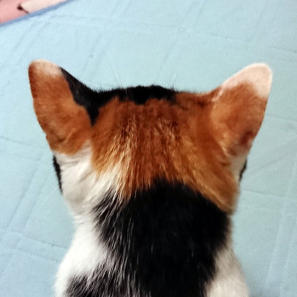 がぶがぶ