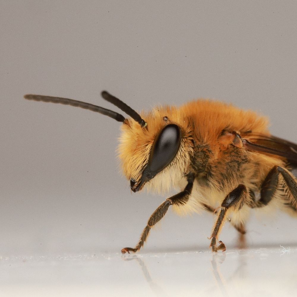 NativeBeesOfEurope