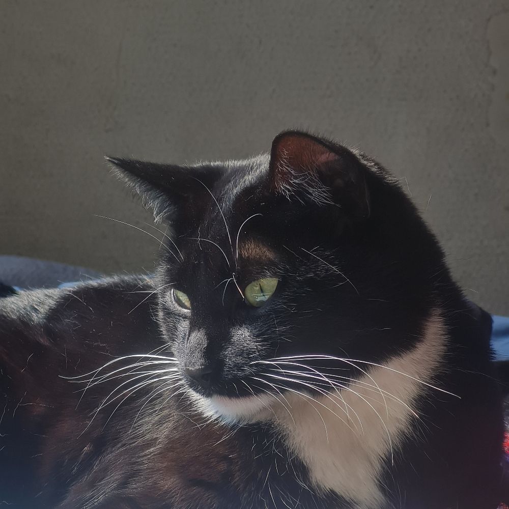 jojo