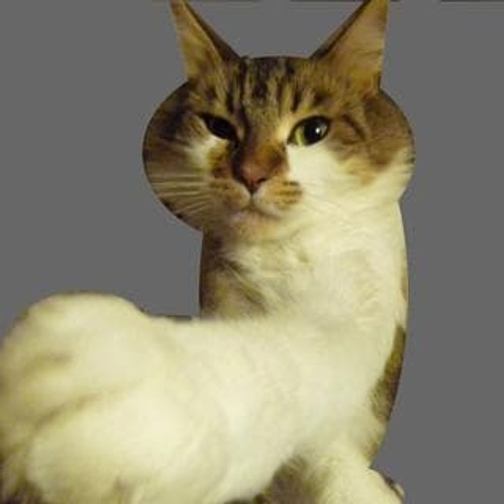 猫ぱんち