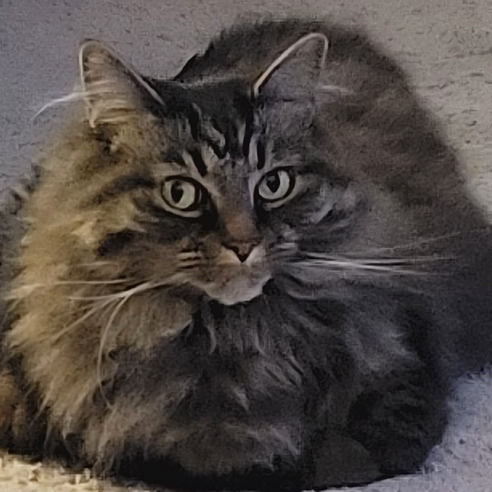 Babyduckcat