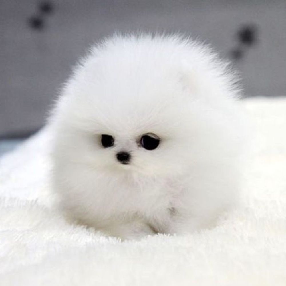 Puppy