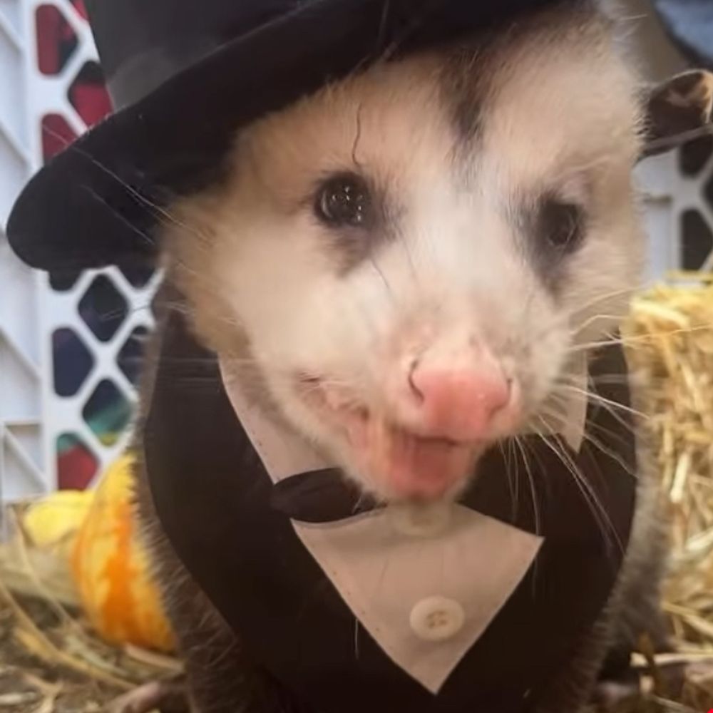 Opossum Nation