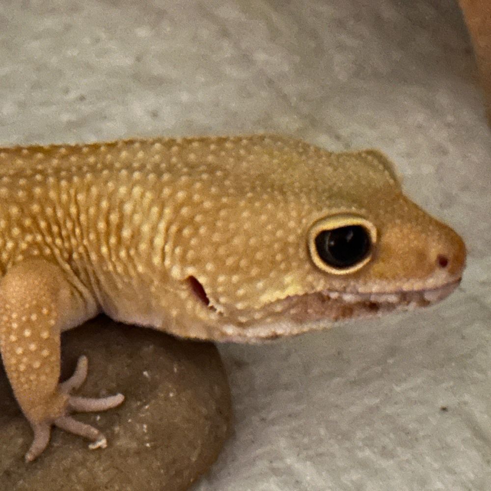 gekkoid