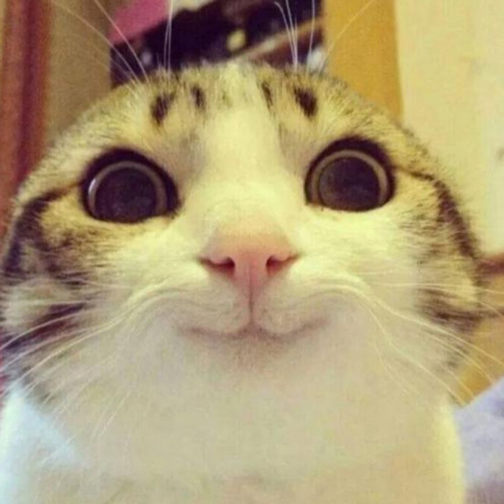 SkweakyPenguin
