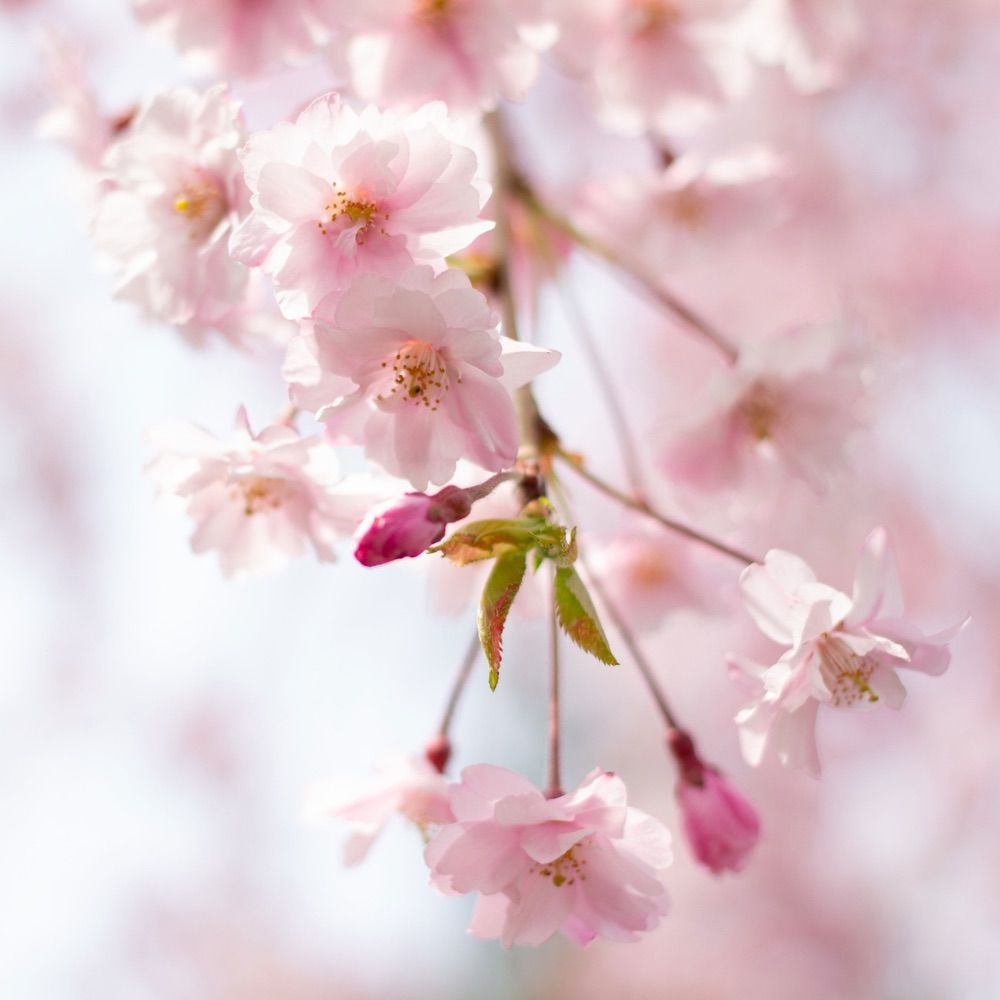 文