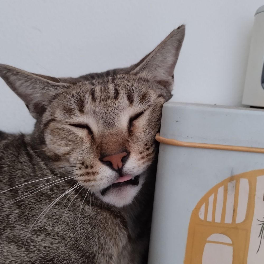 Archie The RedCat