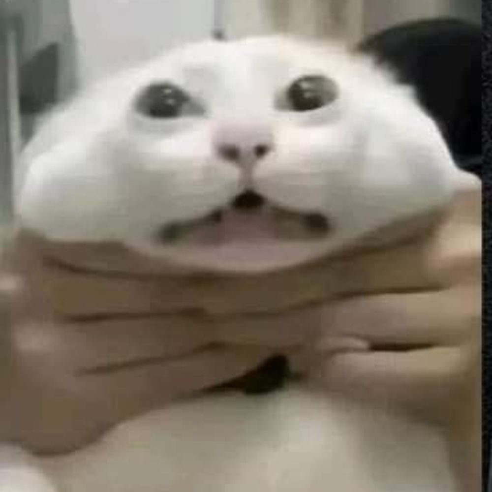 sharkk