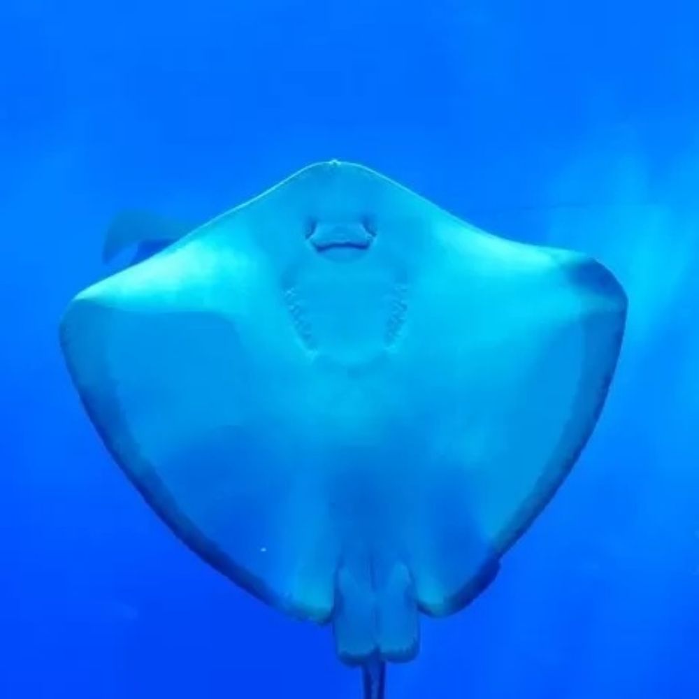 가오리