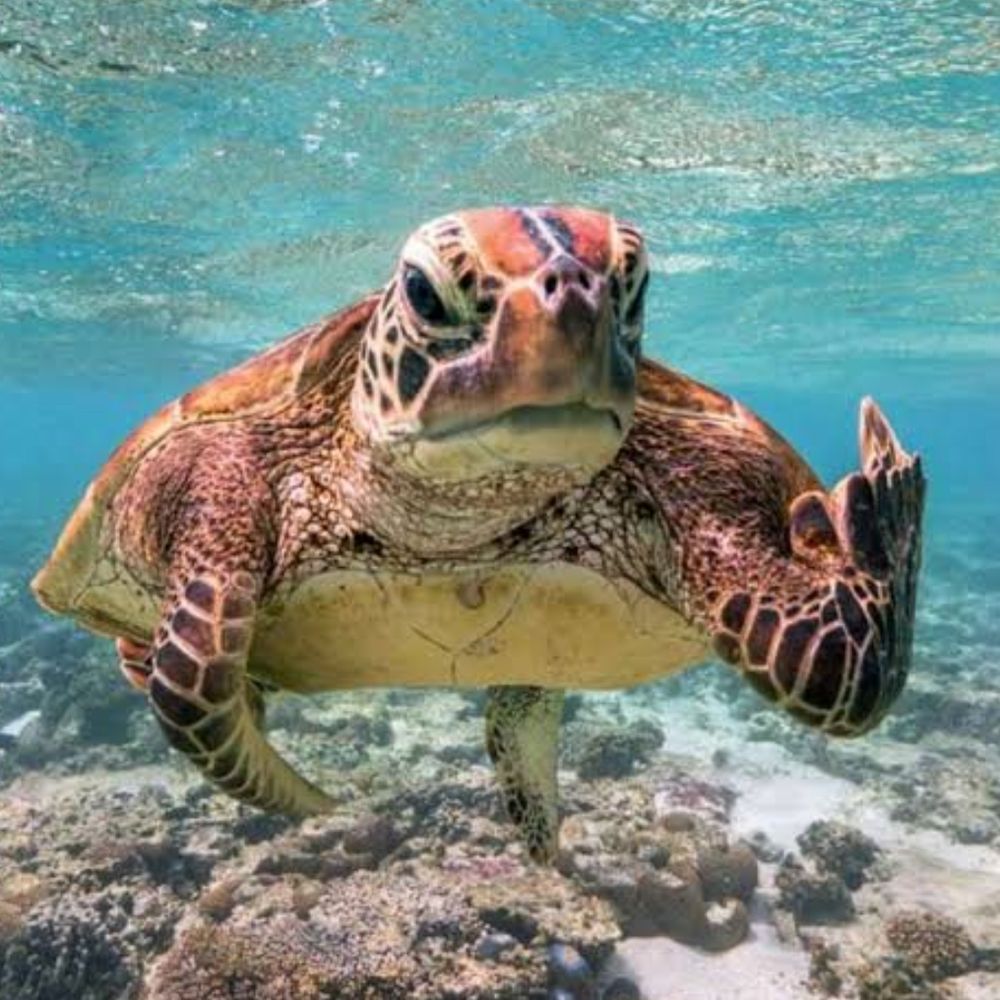 tortugas_69