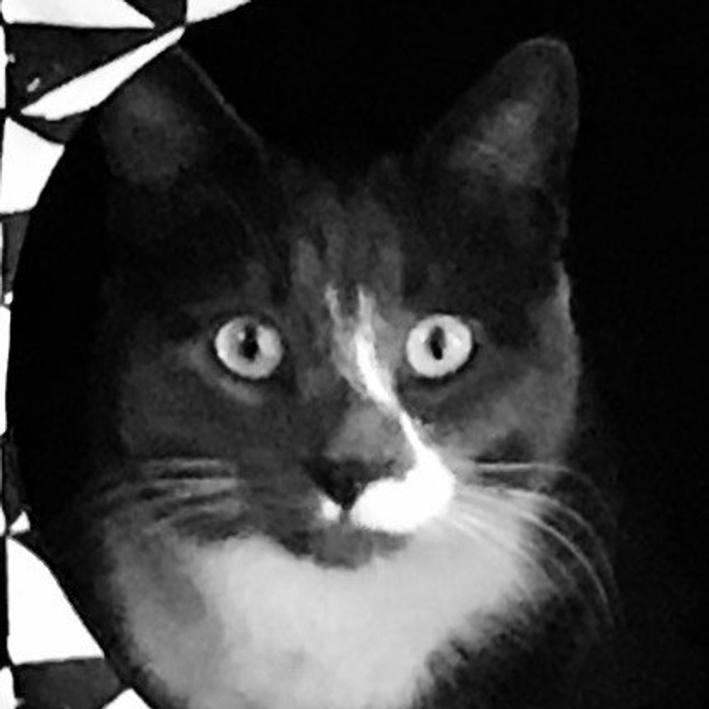 Basinski the Synth Cat
