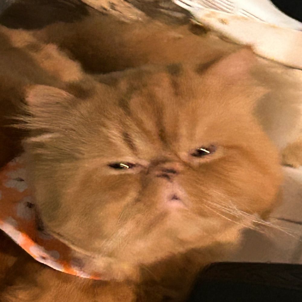 Nobitakung