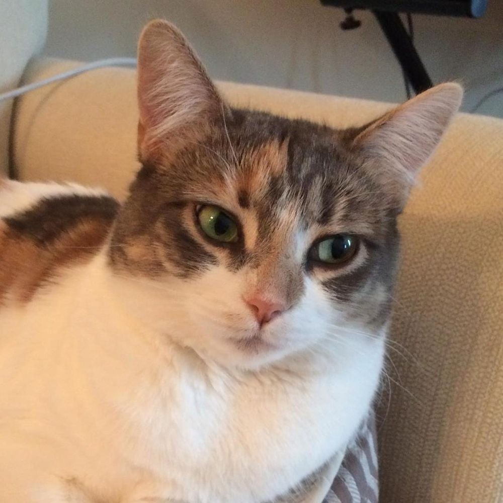 Willow the wisp