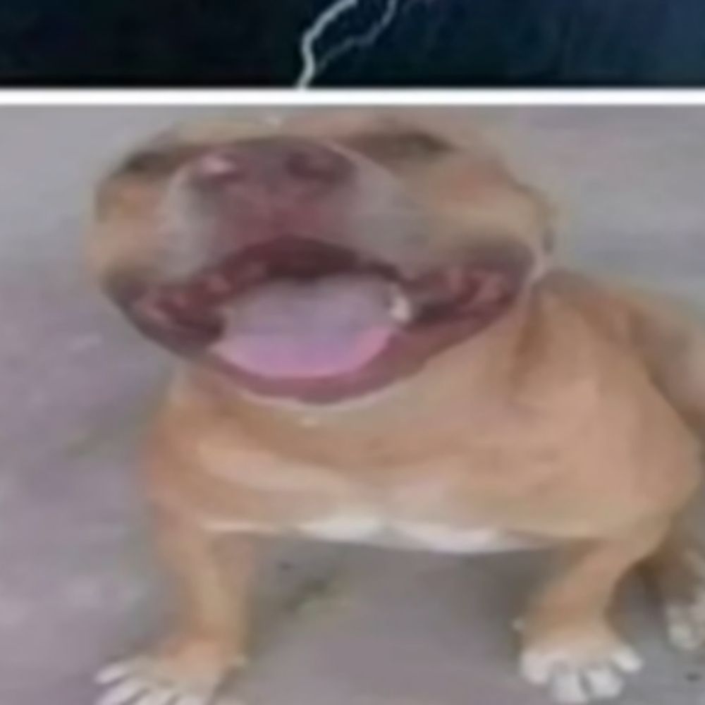 Luciano fr