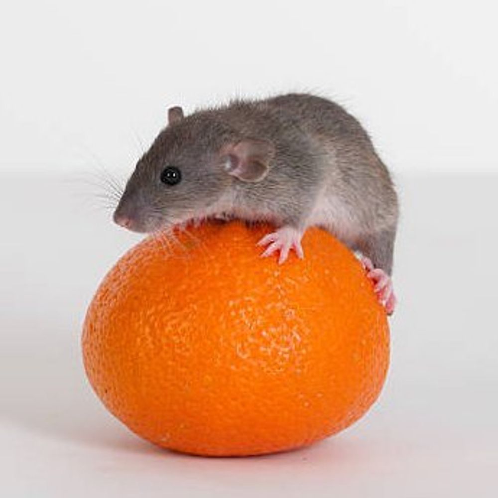 드퍼셰🍊🐁