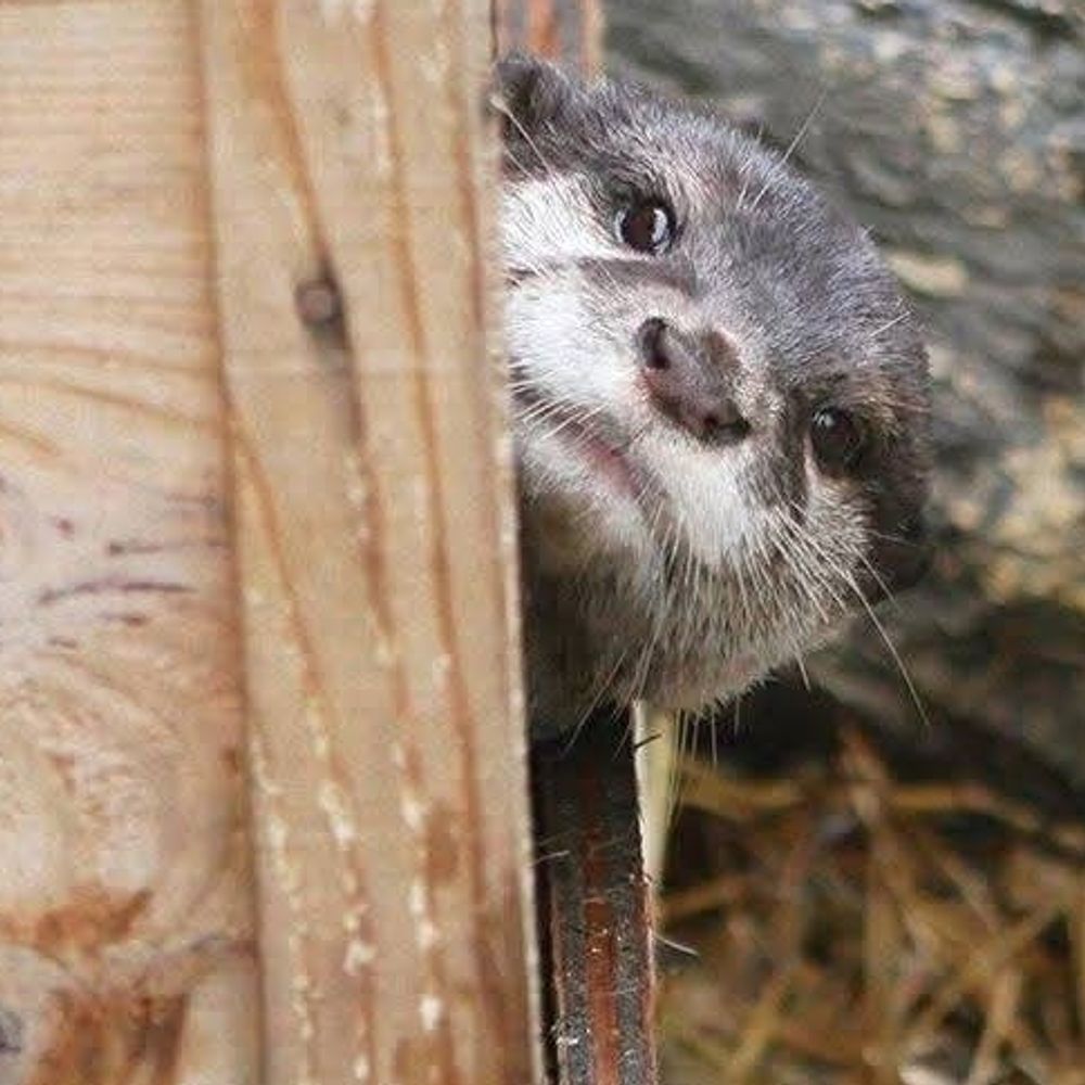 Not very hopeful ball of otter
