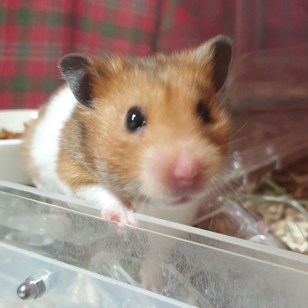 여련