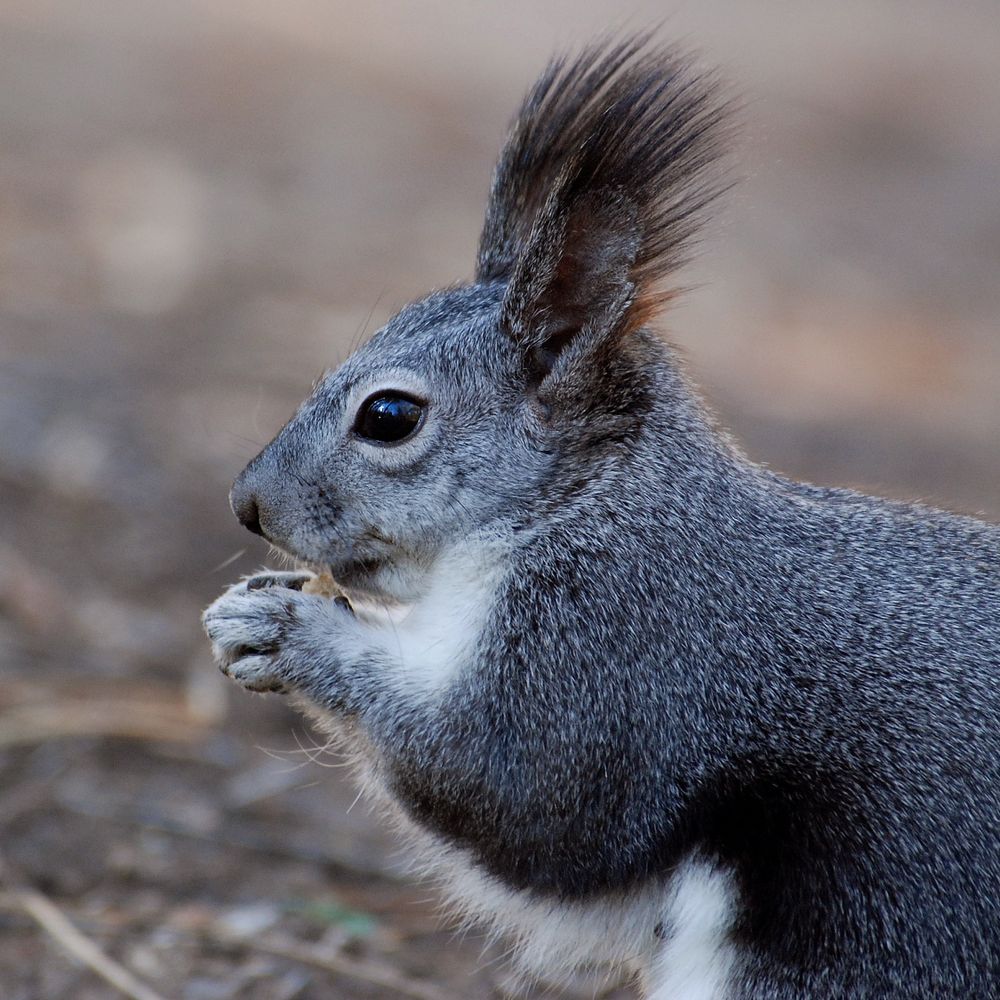 Charly the Squirrel
