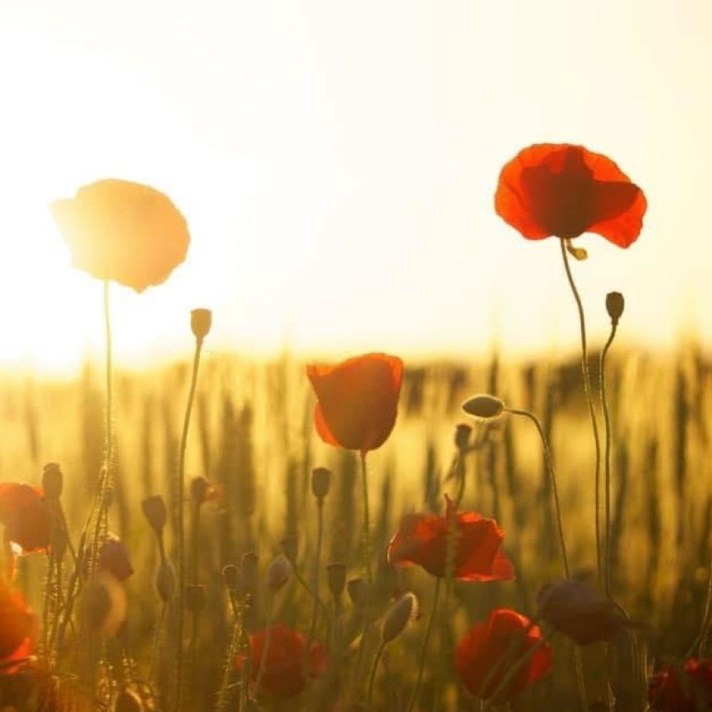 War Heroes Remembered