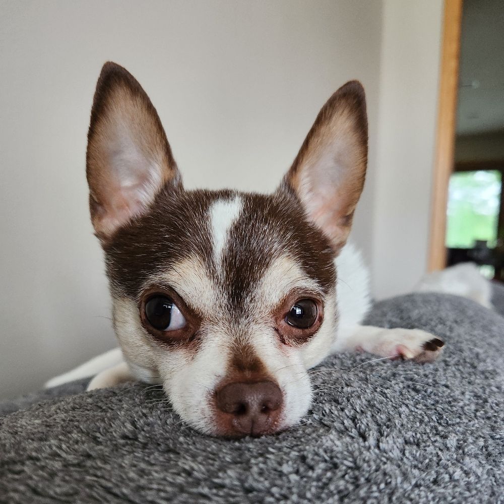 Heidi