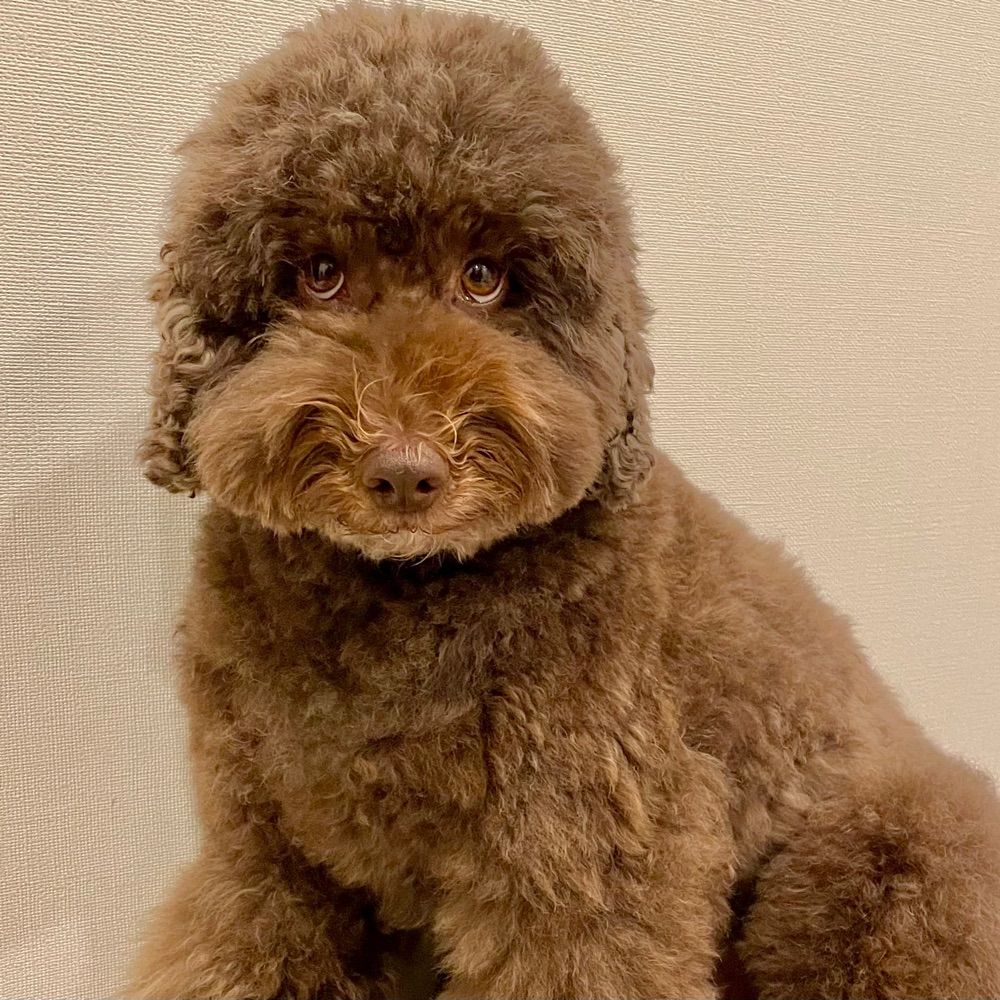 FUDGE