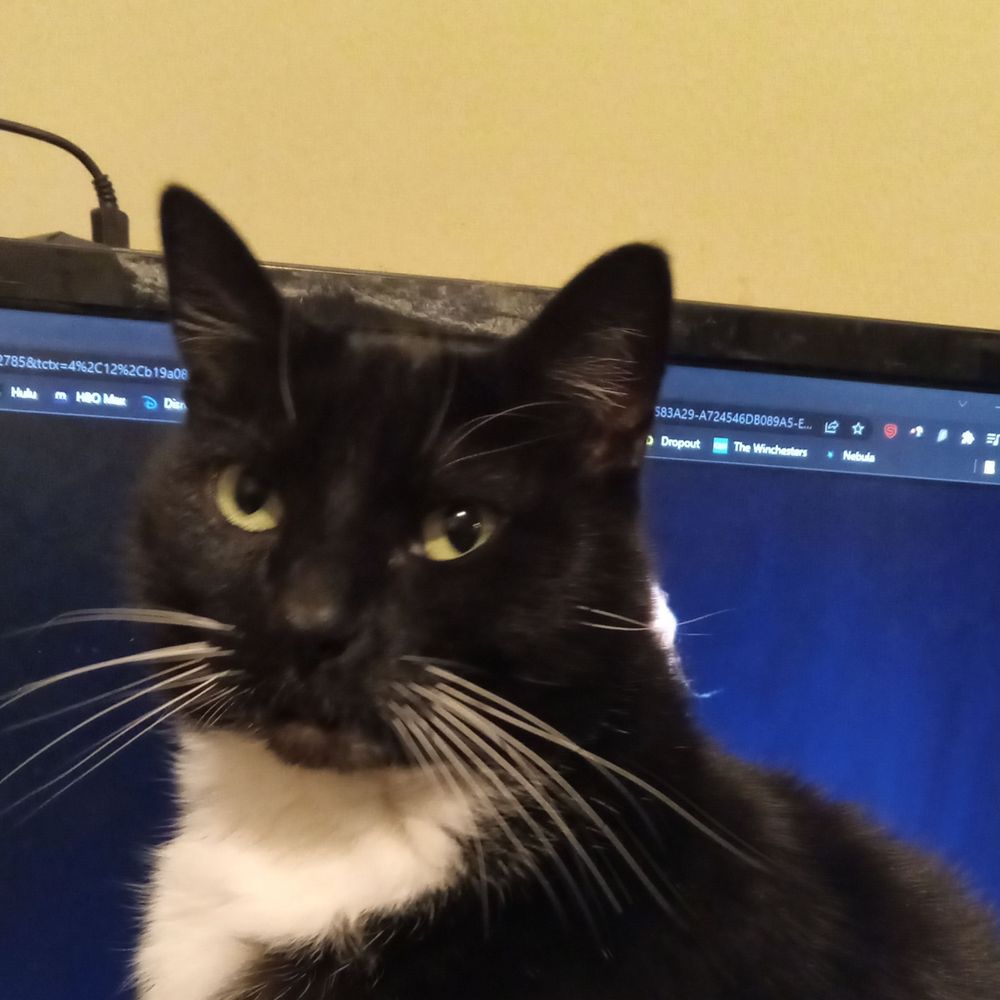 Ka'ra the tuxedo cat 's avatar