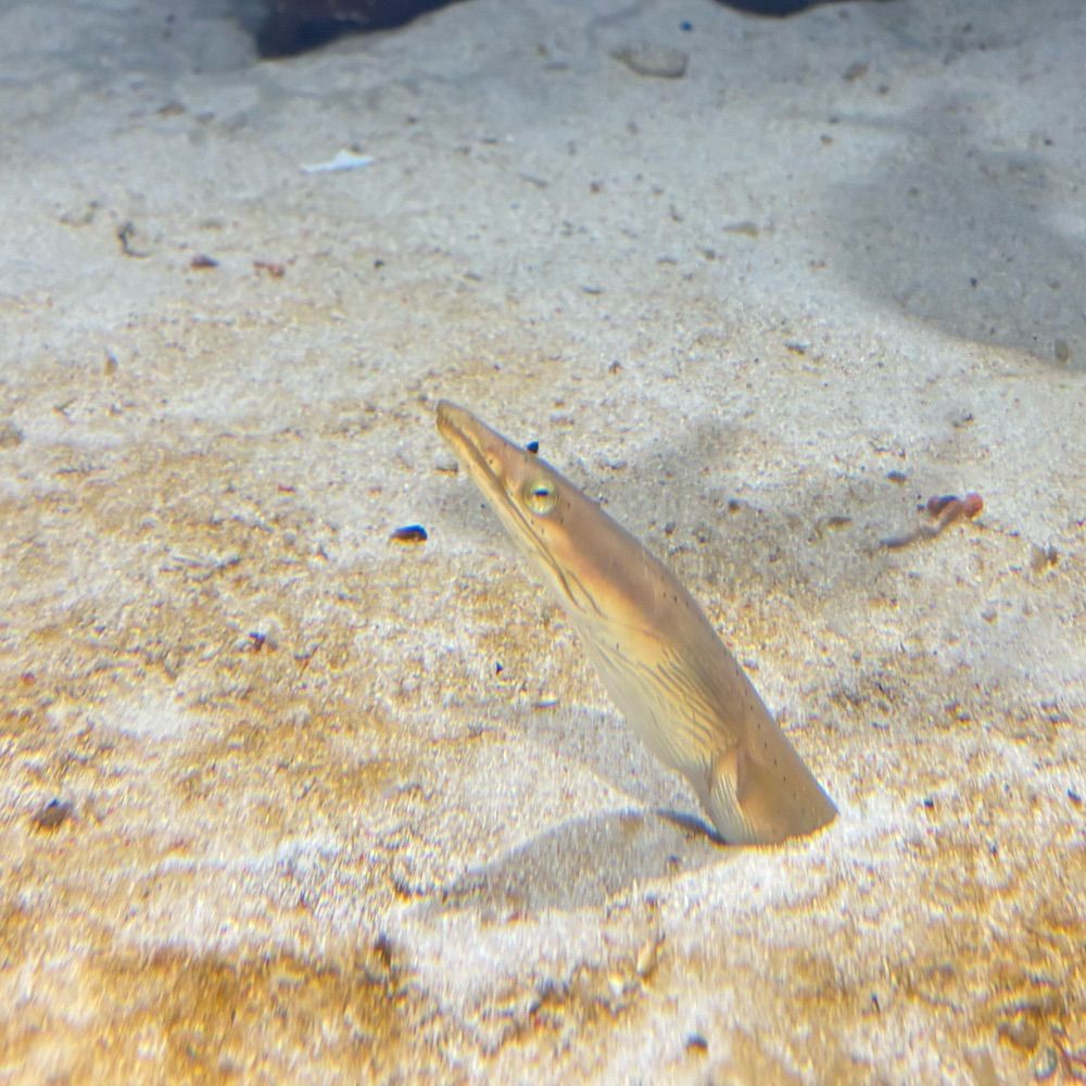 すまお