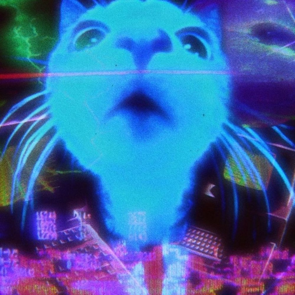 Vega 💙