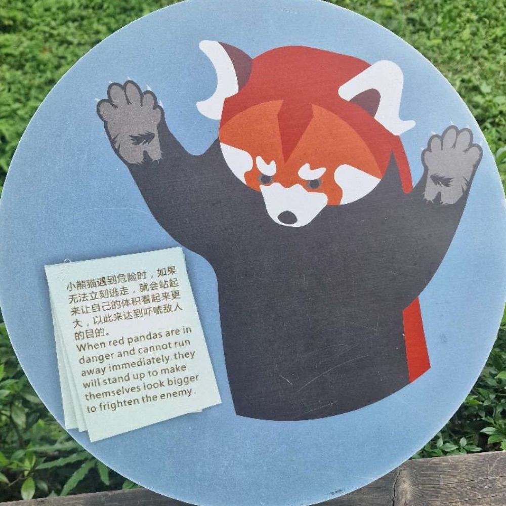 Asorak