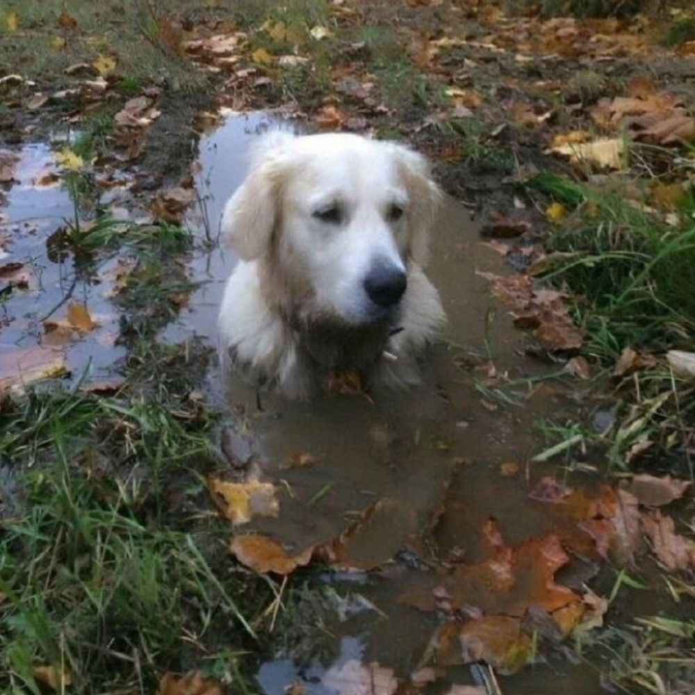 charlie 