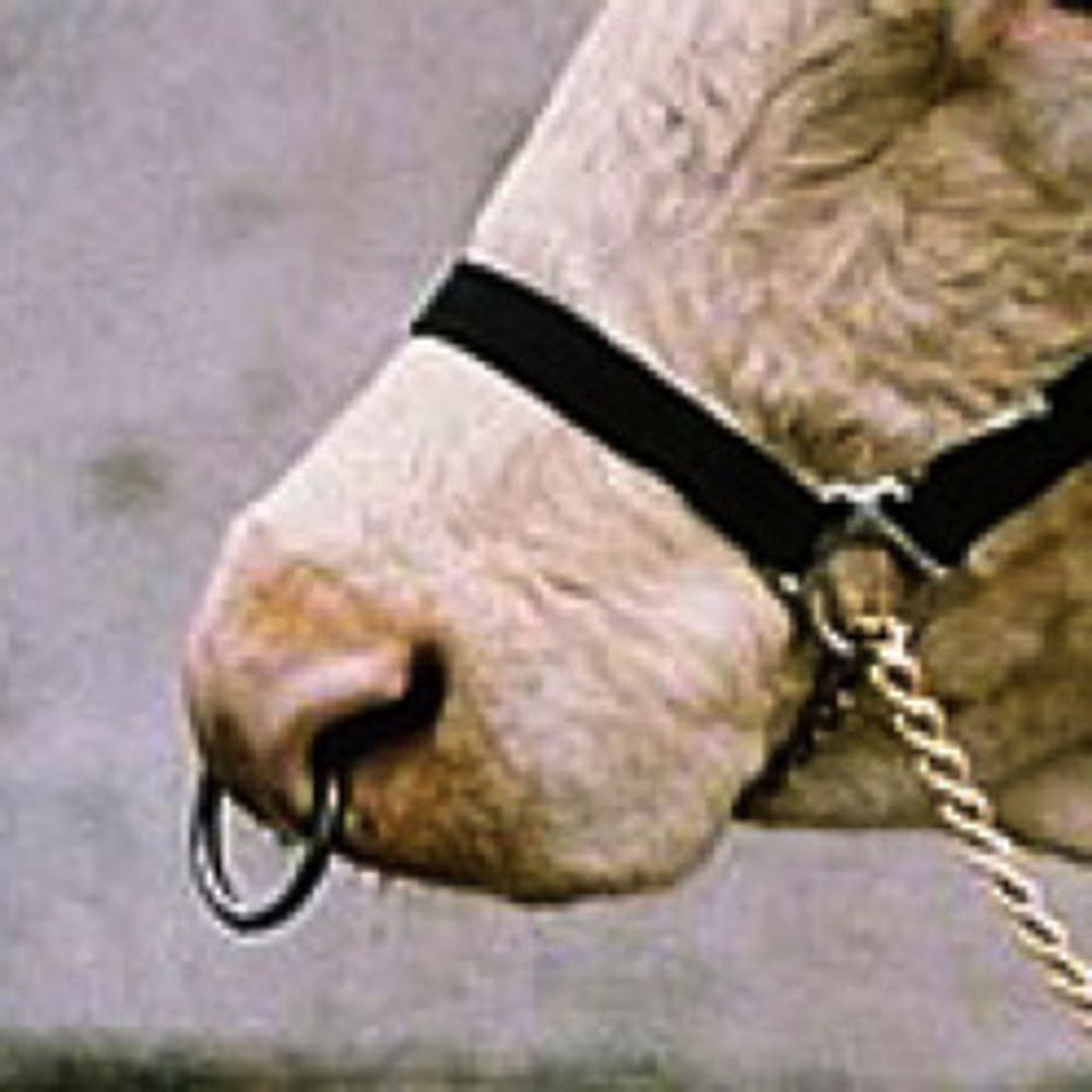 BeastMilk