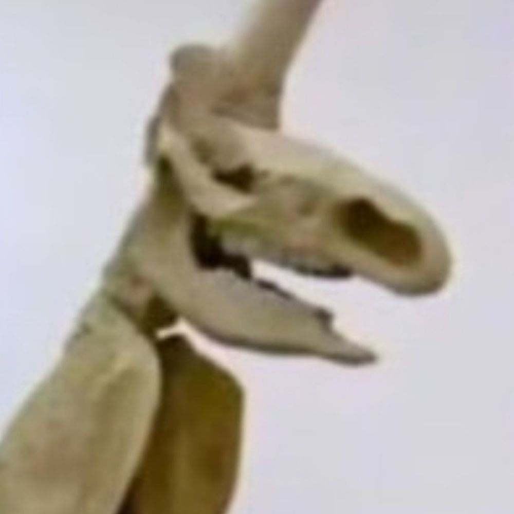 Exe god