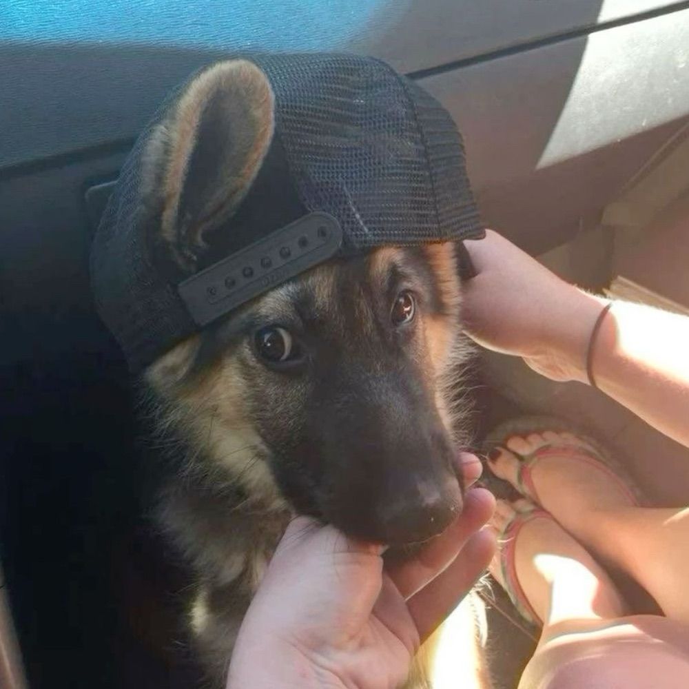Muttsy