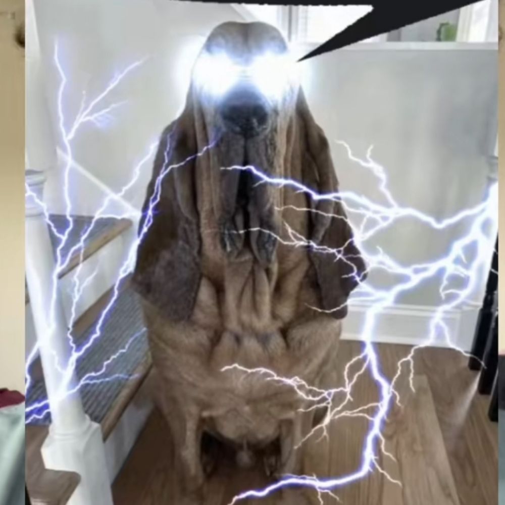 CachorroMagoFodaeIncrível