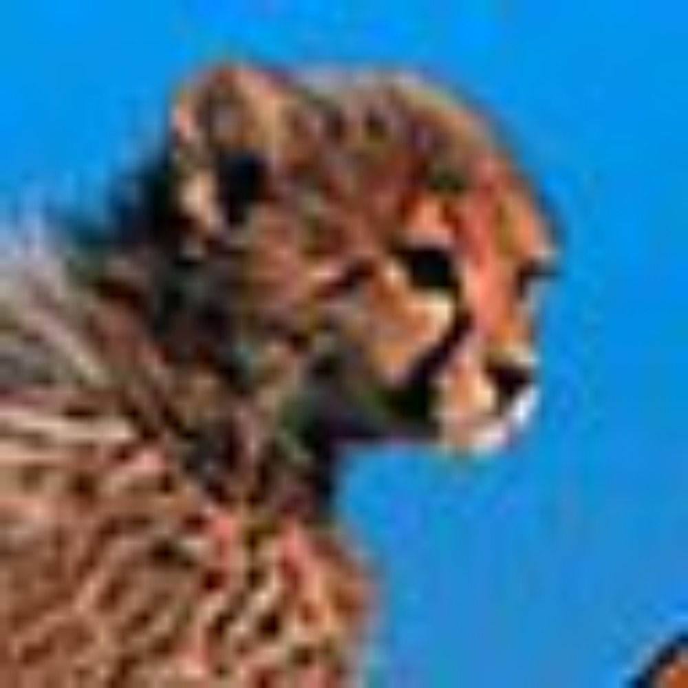 Cheetah Smith