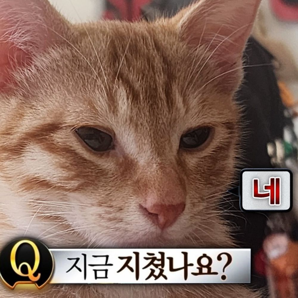 예배(고사리)
