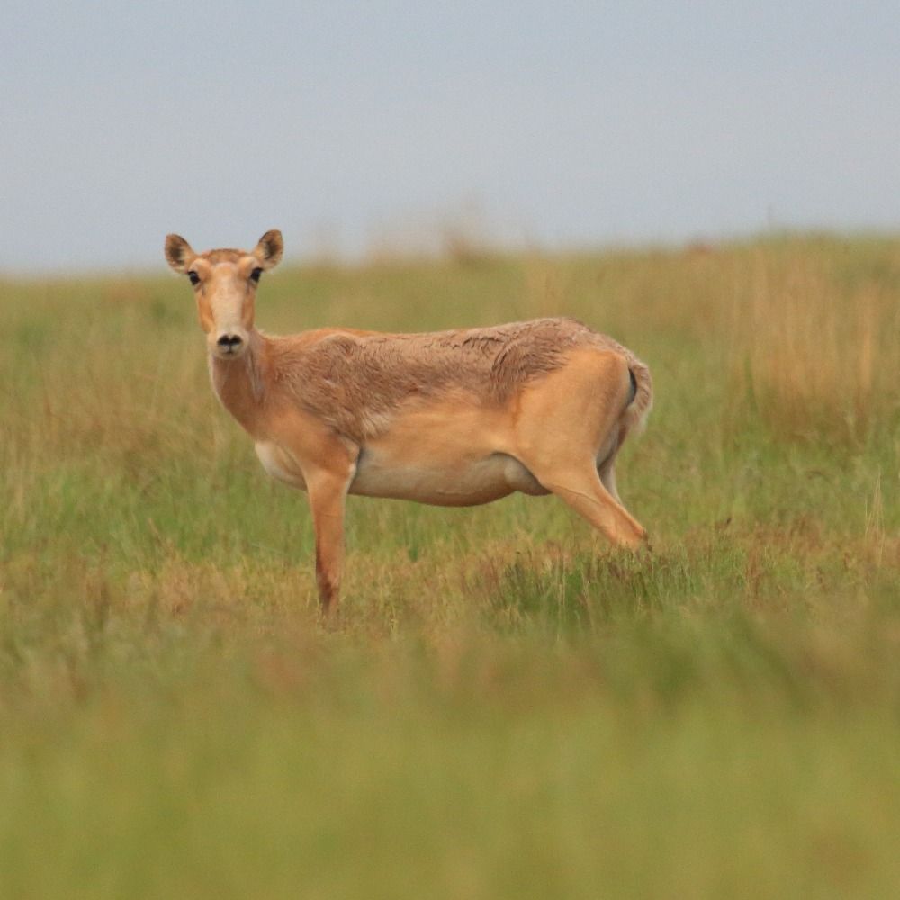 Altyn Dala Conservation Initiative