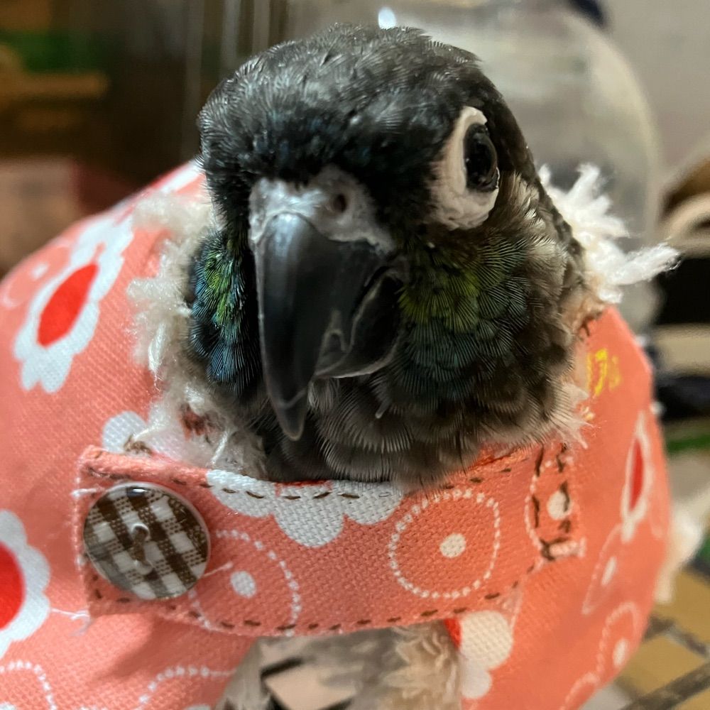 はんぺん