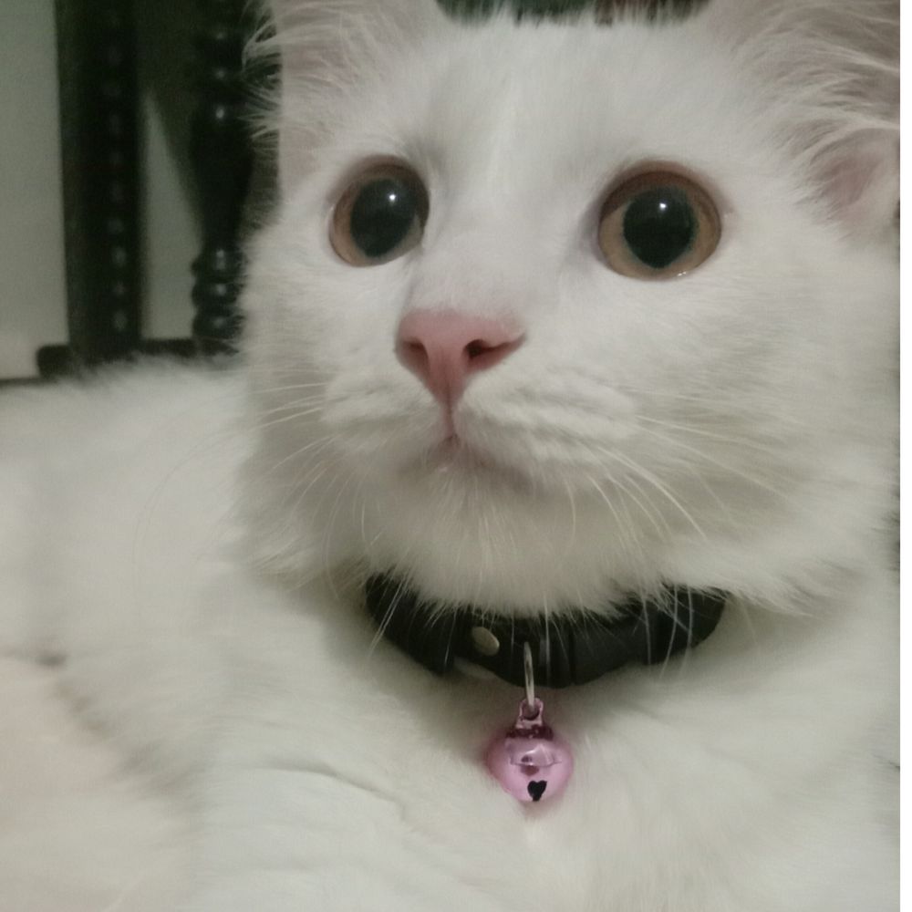 Cila