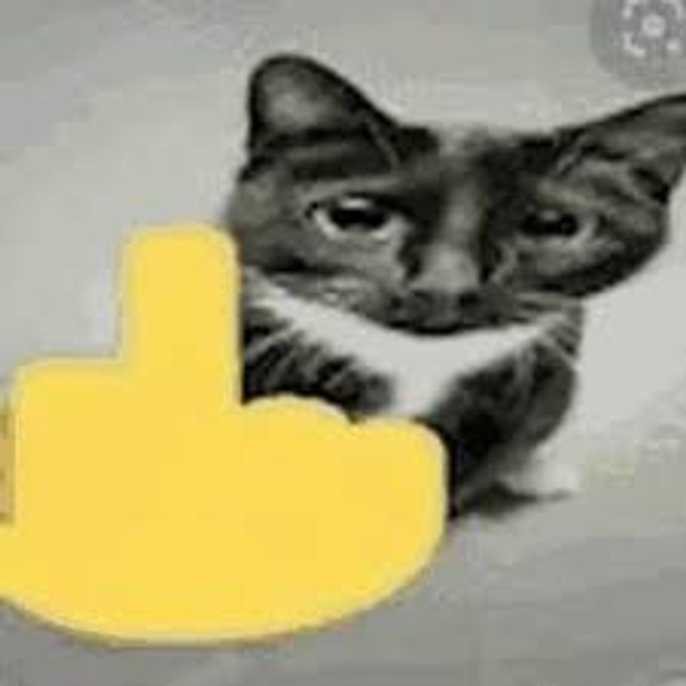 Cat that says fuck you