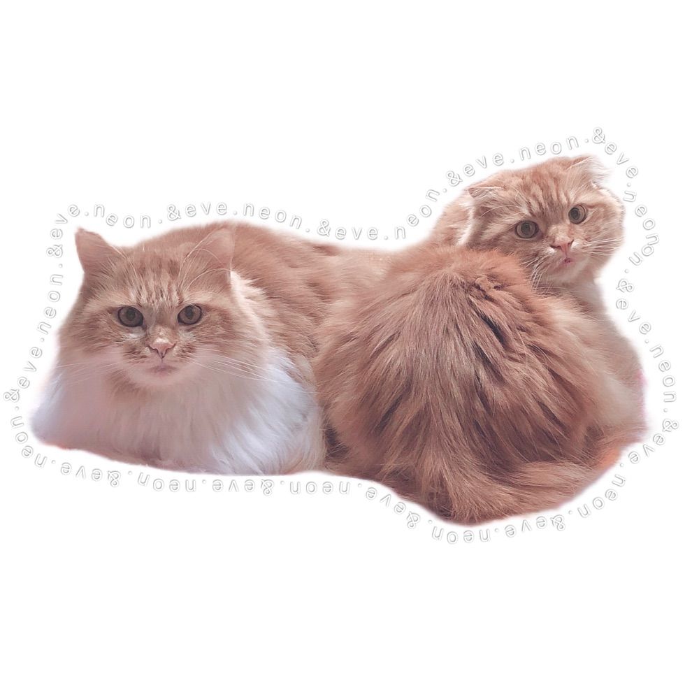 もっふわ