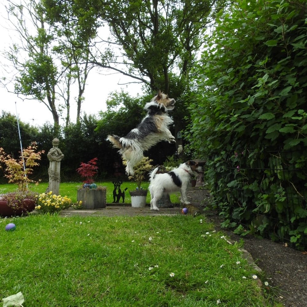 peggybadger.bsky.social profile picture