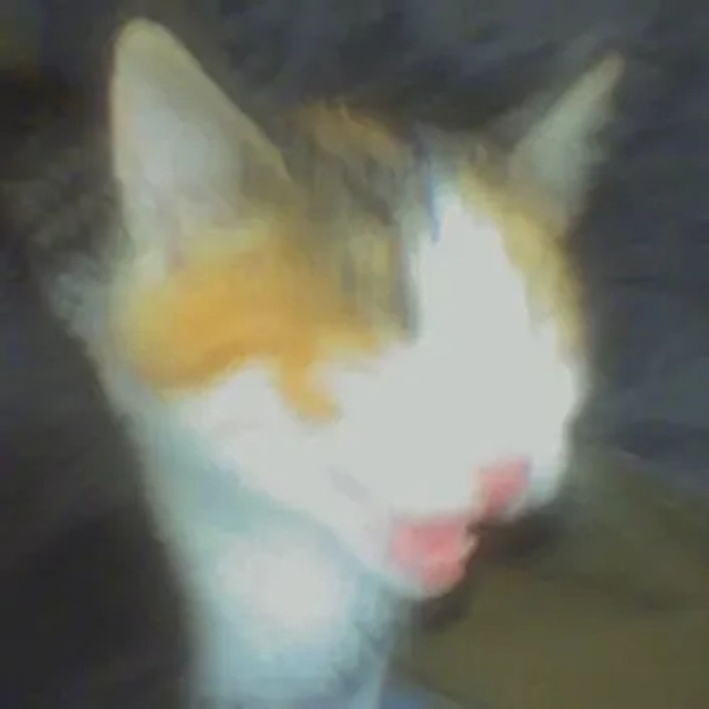 kinogatito