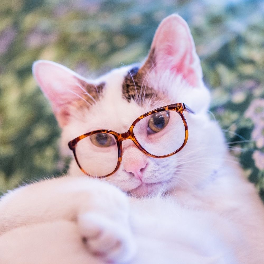 Neko