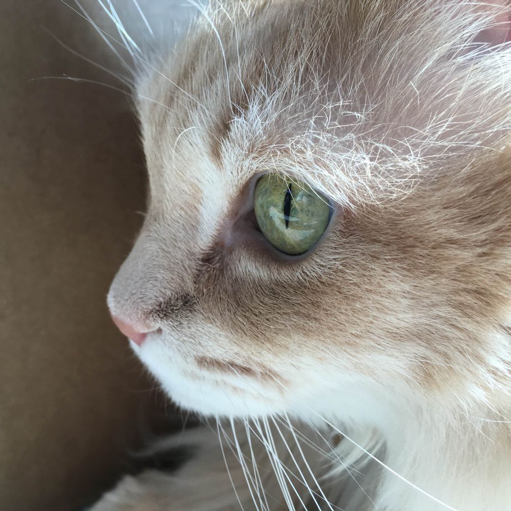 meowmoew