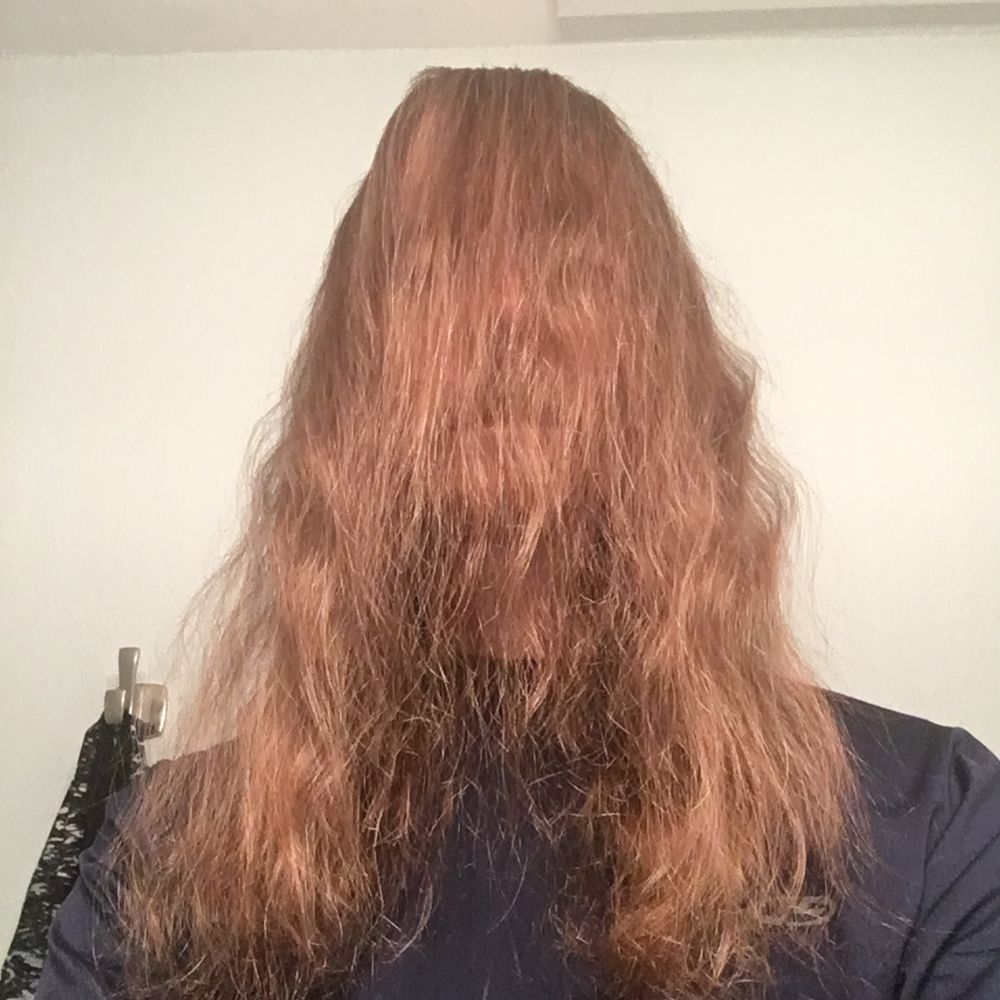 Elderthedog