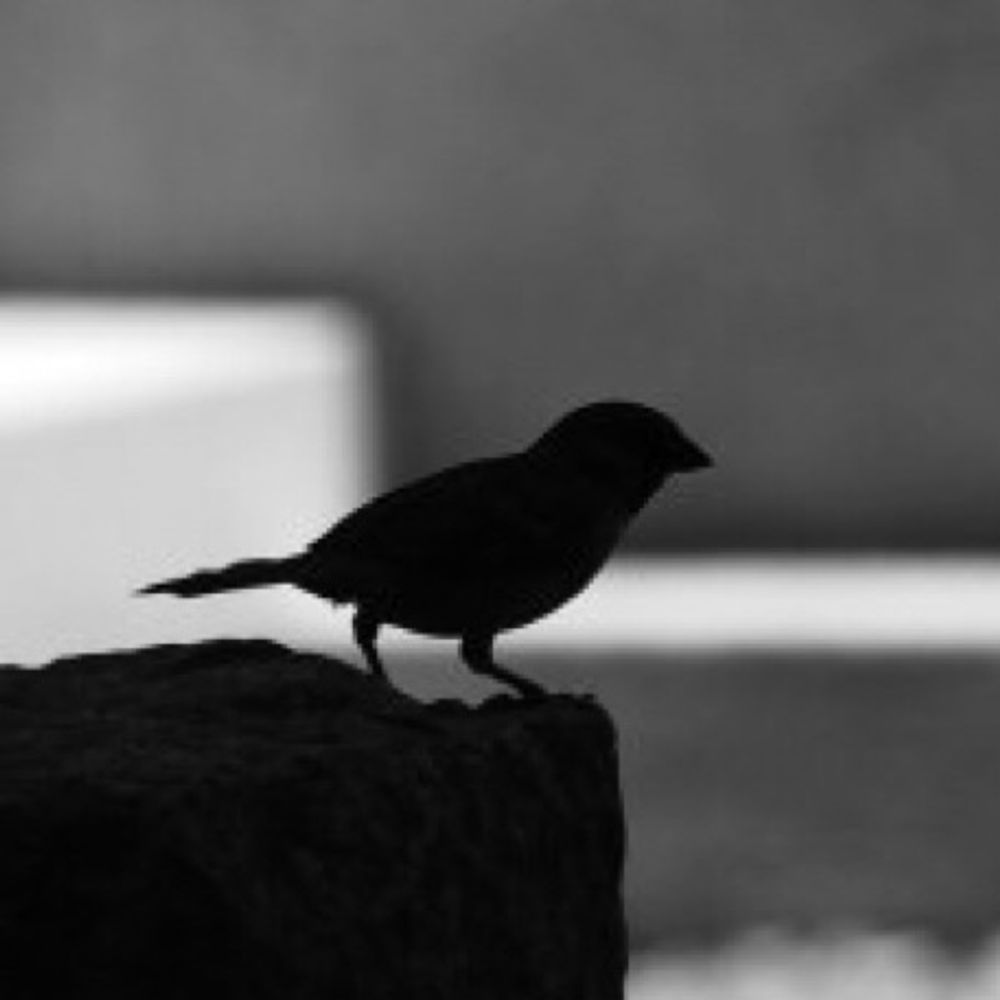 鳥井