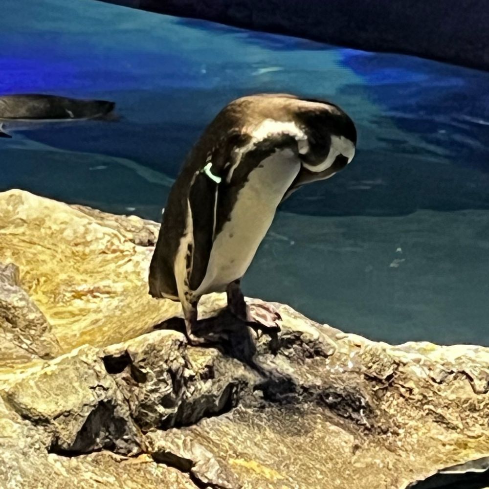 おるか