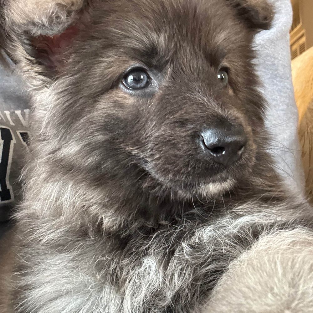 dailydoseofnova
